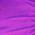 Esplosione di fucsia